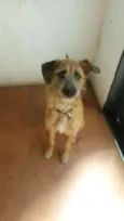 Fifi