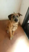 Fifi