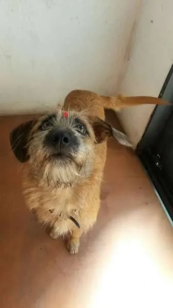 Cachorro ra a SRD idade 7 a 11 meses nome Fifi