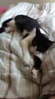 Raj