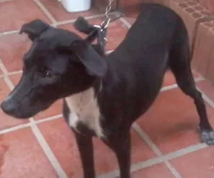 Cachorro raça VIRA-LATA idade 2 a 6 meses nome PRETINHA