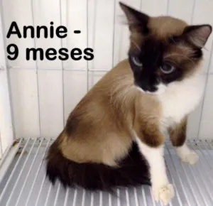 Gato raça SRD idade 7 a 11 meses nome Annie
