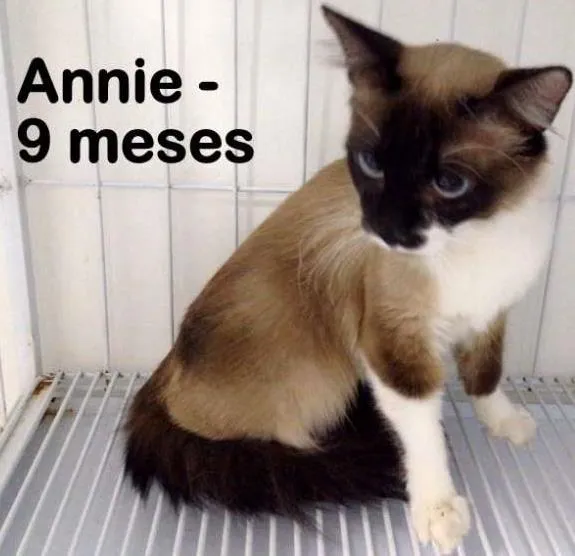 Gato ra a SRD idade 7 a 11 meses nome Annie