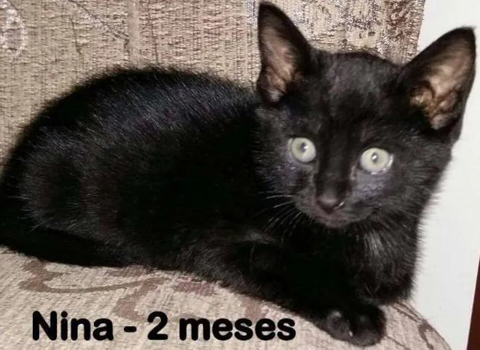 Gato ra a SRD idade 2 a 6 meses nome Nina