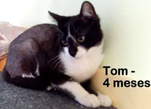 Gato raça SRD idade 2 a 6 meses nome Tom