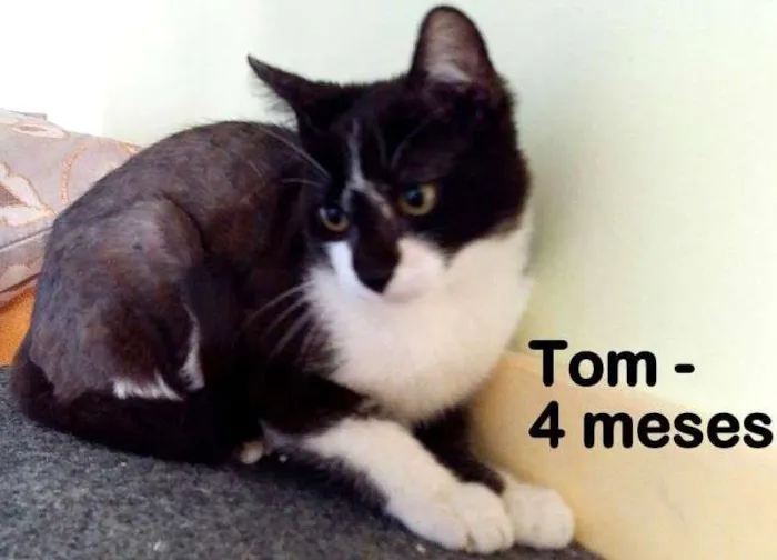 Gato ra a SRD idade 2 a 6 meses nome Tom