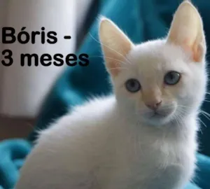 Gato raça SRD idade 2 a 6 meses nome Boris