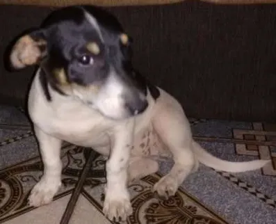 Cachorro ra a Indefinida idade  nome Menininha