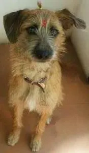Cachorro raça SRD idade 7 a 11 meses nome Fifi