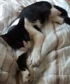 Gato raça SRD idade 7 a 11 meses nome Raj