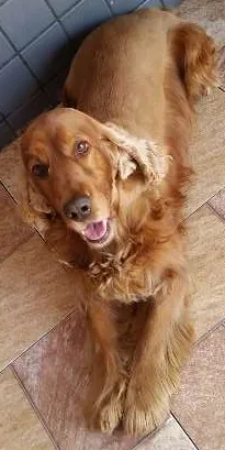 Cachorro raça Cocker idade 5 anos nome Fred
