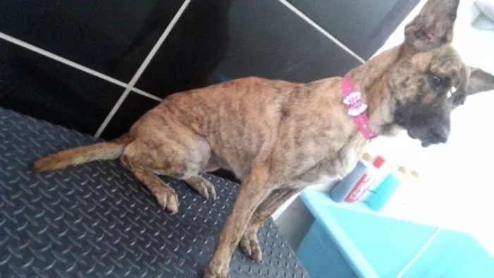 Cachorro ra a SRD idade 4 anos nome Laila