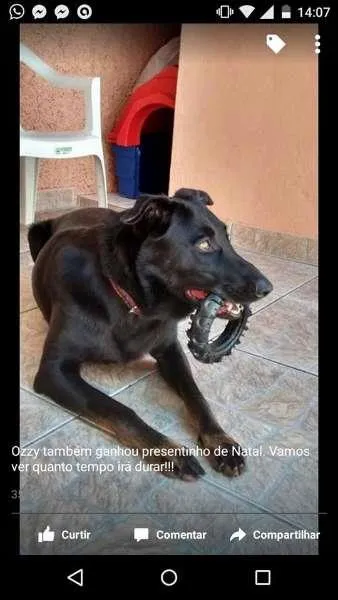Cachorro ra a labrador com doberman idade 5 anos nome Ozzy