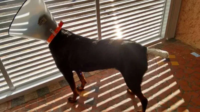 Cachorro ra a labrador com doberman idade 5 anos nome Ozzy
