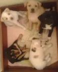FILHOTINHOS
