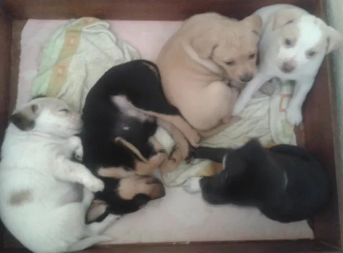 Cachorro ra a SRD idade Abaixo de 2 meses nome FILHOTINHOS