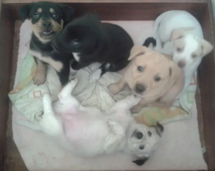 Cachorro ra a SRD idade Abaixo de 2 meses nome FILHOTINHOS