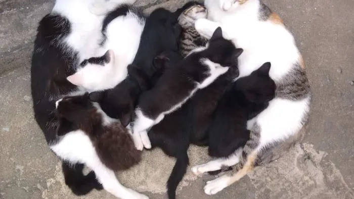 Gato ra a  idade Abaixo de 2 meses nome pi