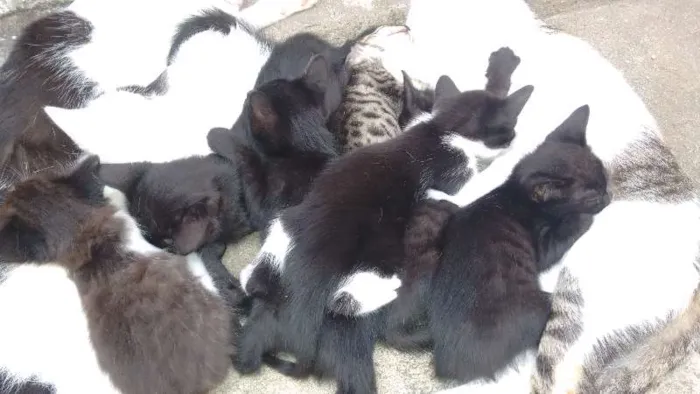 Gato ra a  idade Abaixo de 2 meses nome pi