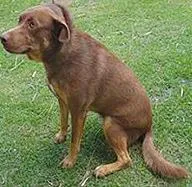 Cachorro raça SRD idade 3 anos nome Beatriz