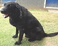 Cachorro raça Labrador idade 6 ou mais anos nome Mud