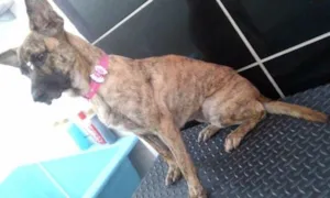 Cachorro raça SRD idade 4 anos nome Laila