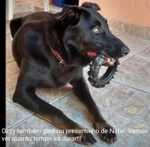 Cachorro ra a labrador com doberman idade 5 anos nome Ozzy