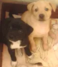 FILHOTINHOS