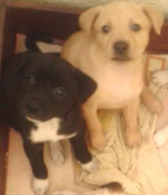 Cachorro ra a SRD idade Abaixo de 2 meses nome FILHOTINHOS