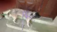 Pigui