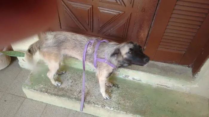 Cachorro ra a Vira lata X pastor alemão idade 1 ano nome Pigui