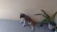 Pigui