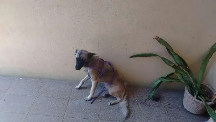 Cachorro ra a Vira lata X pastor alemão idade 1 ano nome Pigui