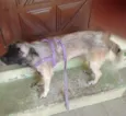 Pigui