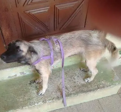 Cachorro ra a Vira lata X pastor alemão idade 1 ano nome Pigui