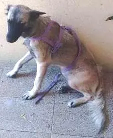 Cachorro ra a Vira lata X pastor alemão idade 1 ano nome Pigui