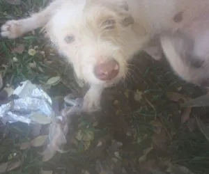 Cachorro raça  idade  nome Vitoria 