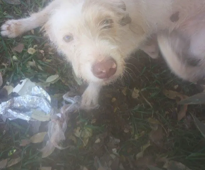 Cachorro ra a  idade  nome Vitoria 