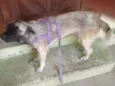Pigui