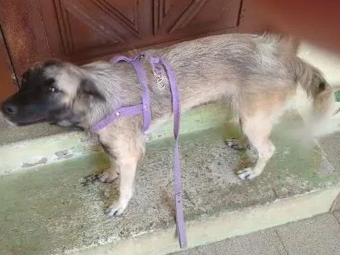 Cachorro ra a Vira lata X pastor alemão idade 1 ano nome Pigui