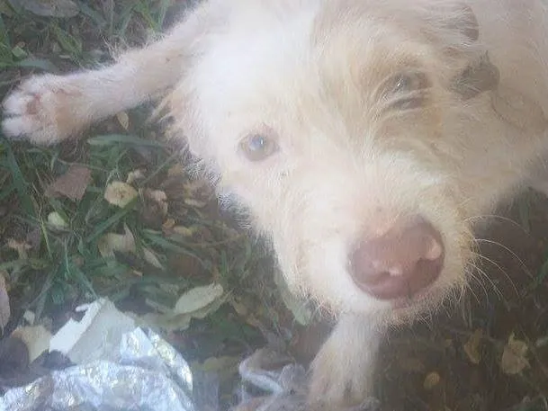 Cachorro ra a  idade  nome Vitoria 