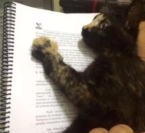 Gato raça Srd idade 2 a 6 meses nome Filhote