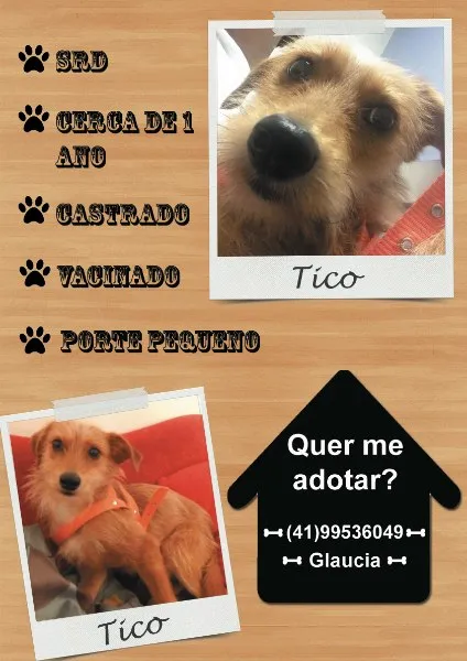 Cachorro ra a SRD idade 1 ano nome TICO