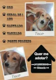 TECO