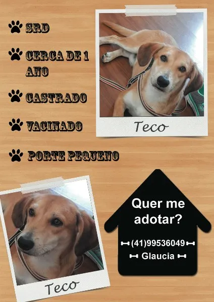 Cachorro ra a SRD idade 2 anos nome TECO