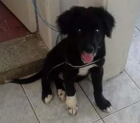 Cachorro raça Mestiço idade 2 a 6 meses nome Lyon