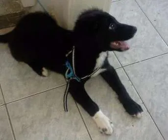 Cachorro raça Mestiço idade 2 a 6 meses nome Lyon