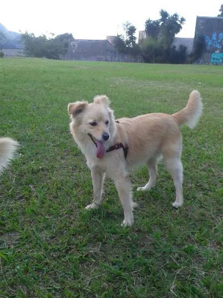 Cachorro ra a NDF idade 2 anos nome Clarinha