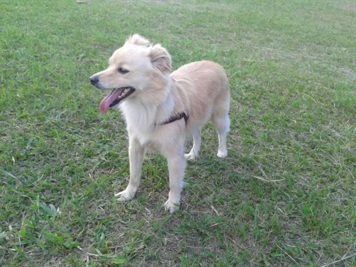 Cachorro ra a NDF idade 2 anos nome Clarinha
