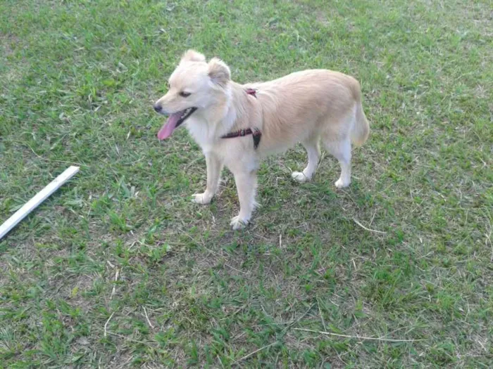 Cachorro ra a NDF idade 2 anos nome Clarinha